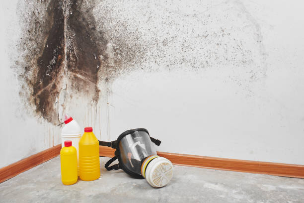 Best Mold Testing and Inspection Services in Mountain View, CA