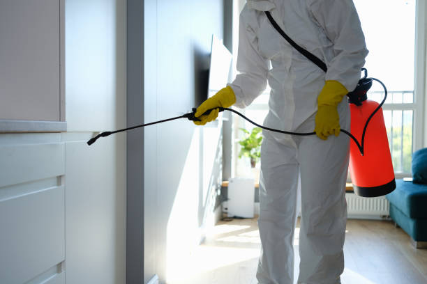 Best Health and Safety Mold Remediation in Mountain View, CA