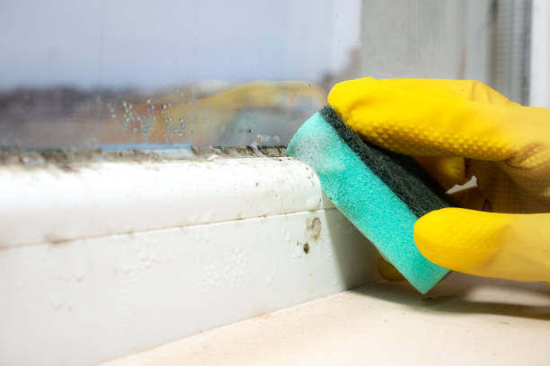 Trusted Mountain View, CA Mold Remediation Experts