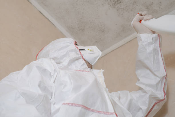 Best HVAC Mold Remediation in Mountain View, CA