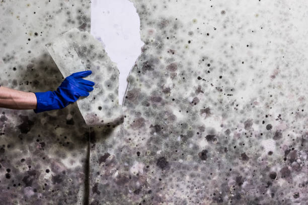 Best DIY Mold Remediation Support Services in Mountain View, CA